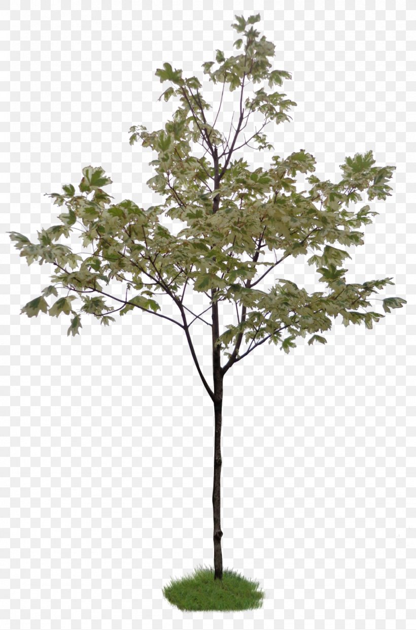 Twig Tree Weeping Fig Topiary Shrub, PNG, 1024x1550px, Twig, Bamboo, Beech, Branch, Common Fig Download Free