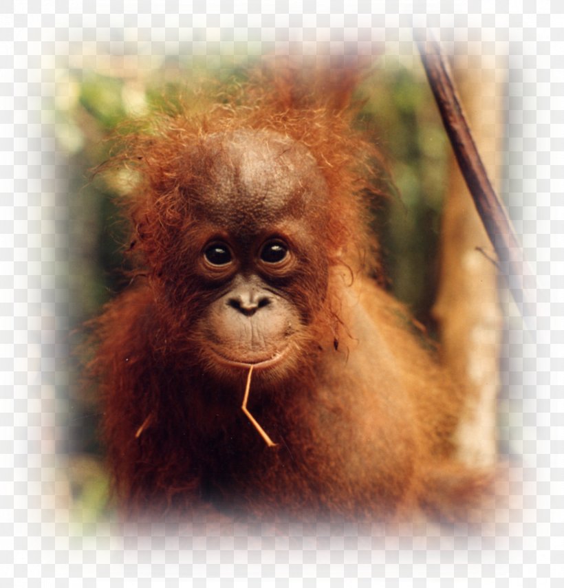 Baby Orangutans Desktop Wallpaper Display Resolution Wallpaper Group, PNG, 1687x1760px, 4k Resolution, Orangutan, Animal, Baby Orangutans, Computer Download Free