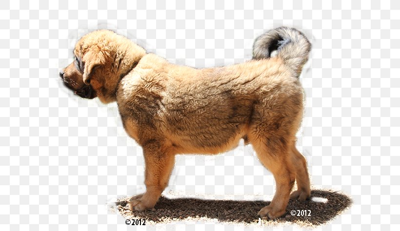 Dog Breed Leonberger Puppy Tibetan Mastiff English Mastiff, PNG, 650x474px, Dog Breed, American Kennel Club, Ancient Dog Breeds, Breed, Bullmastiff Download Free