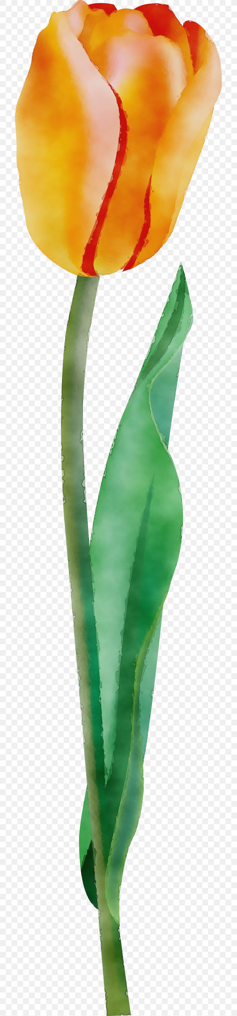 Green Leaf Plant Flower Aloe, PNG, 715x3501px, Watercolor, Aloe, Flower, Green, Leaf Download Free