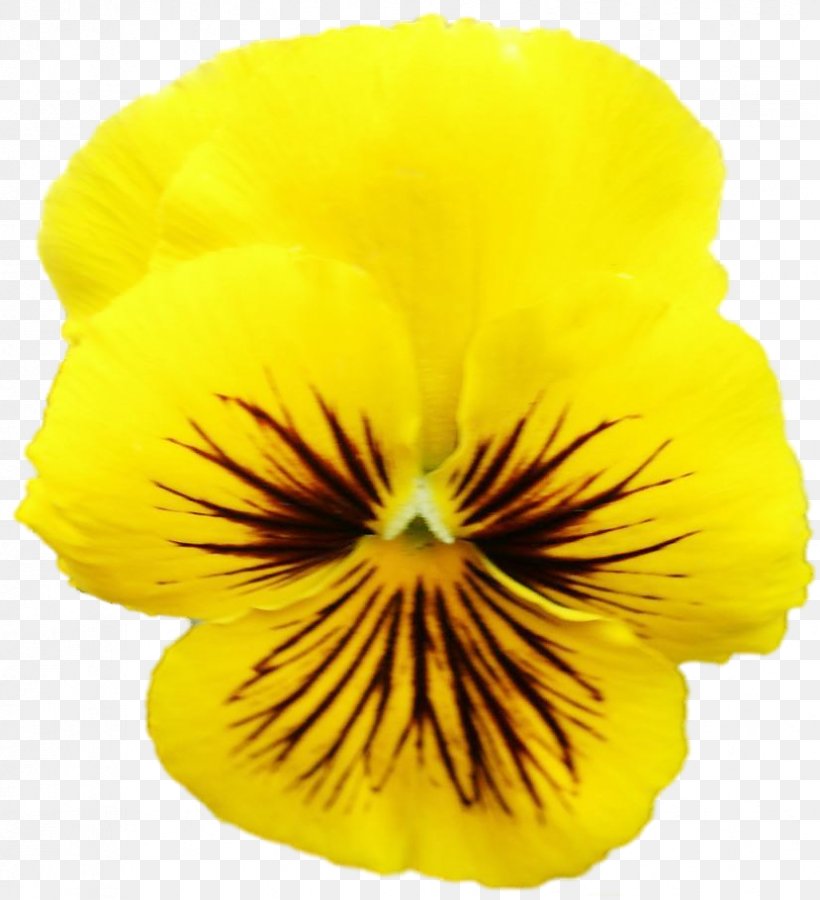 Pansy Petal, PNG, 829x910px, Pansy, Flower, Flowering Plant, Petal, Plant Download Free