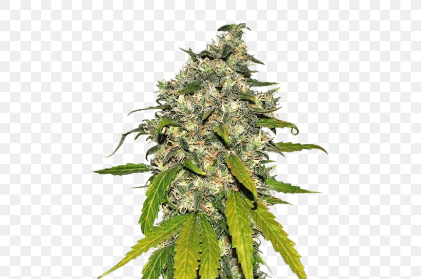 Autoflowering Cannabis Kush Cannabis Cultivation Medical Cannabis, PNG, 477x545px, Autoflowering Cannabis, Cannabis, Cannabis Cultivation, Cannabis Ruderalis, Cannabis Sativa Download Free