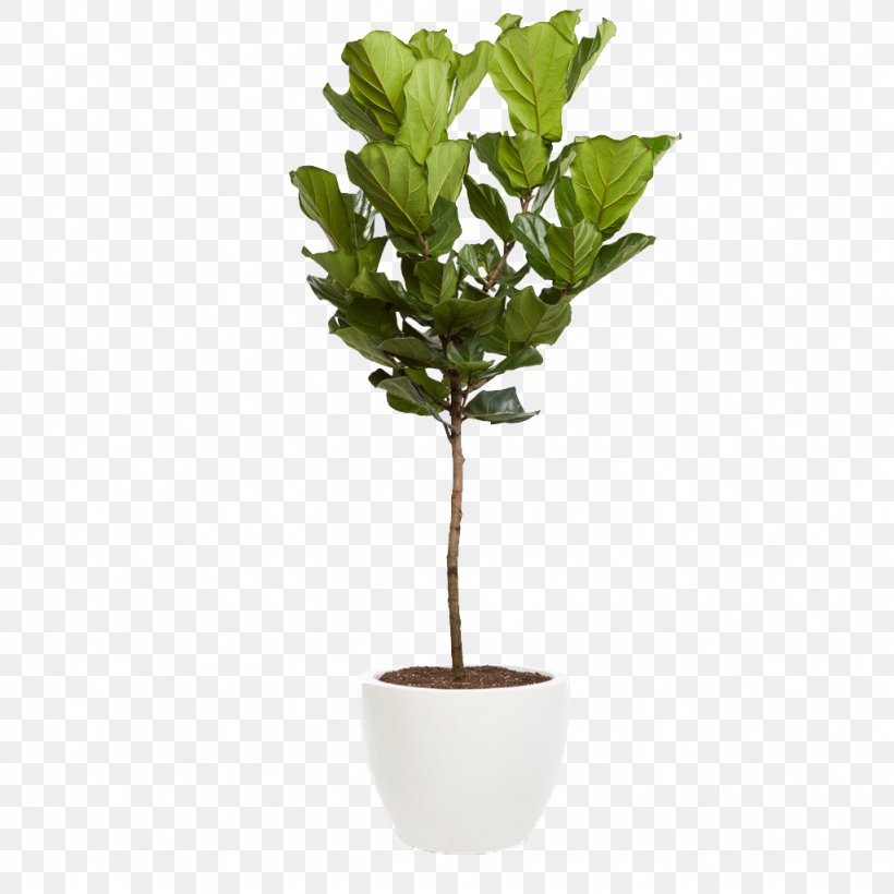 Fiddle-leaf Fig Common Fig Houseplant Tree Interior Design Services, PNG, 1024x1024px, Fiddleleaf Fig, Branch, Common Fig, Euterpe, Evergreen Download Free