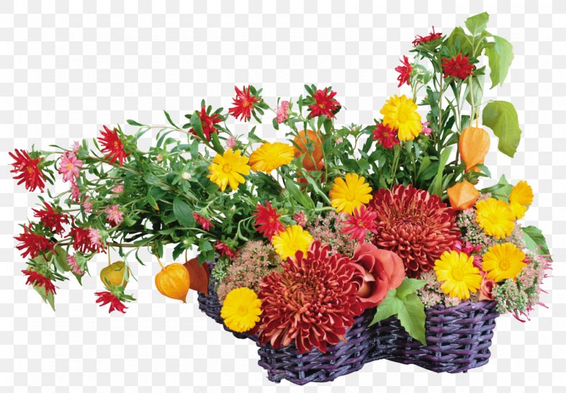Flower Desktop Wallpaper Transvaal Daisy Chrysanthemum, PNG, 1280x890px, Watercolor, Cartoon, Flower, Frame, Heart Download Free