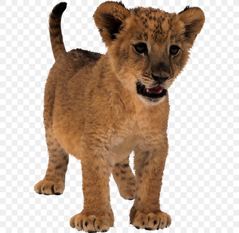 Lion Tiger Clip Art, PNG, 590x800px, Lion, Big Cats, Carnivoran, Cat Like Mammal, Fauna Download Free