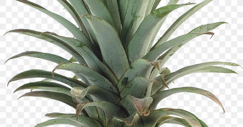 Upside-down Cake Pineapple Multiple Fruit, PNG, 1200x630px, Upsidedown Cake, Agave, Agave Azul, Ananas, Bromeliaceae Download Free