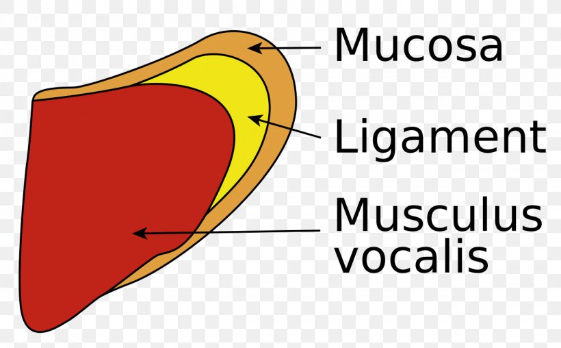 Vocal Folds Quotation Vocal Cord Paresis Wikipedia, PNG, 1280x794px, Watercolor, Cartoon, Flower, Frame, Heart Download Free