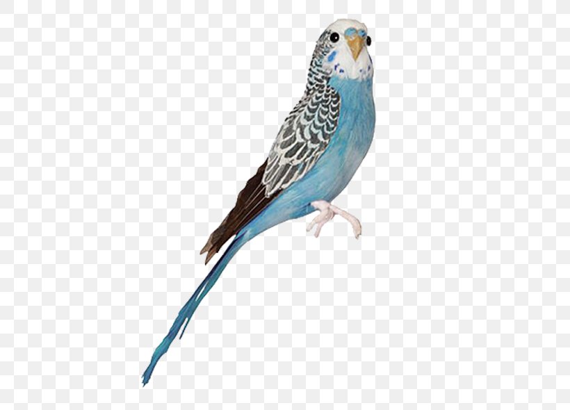 Blue Budgerigar Mutation Bird Parakeet Blue Jay, PNG, 600x590px, Budgerigar, Beak, Bird, Blue, Blue Budgerigar Mutation Download Free