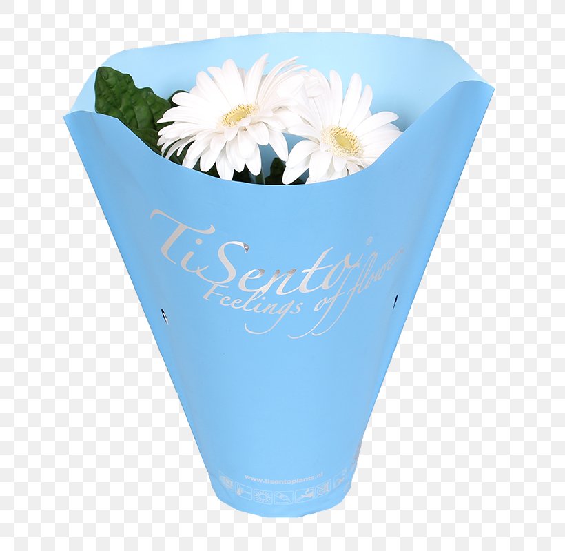 Cut Flowers Petal Transvaal Daisy Plants, PNG, 800x800px, Cut Flowers, Cobalt Blue, Color, Drinkware, Email Download Free