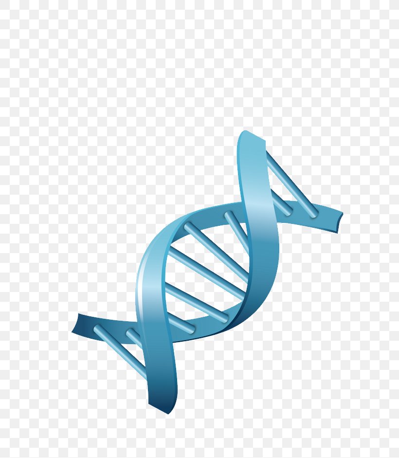 DNA Genetics Biology Vector, PNG, 597x941px, Dna, Aqua, Biology, Chromosome, Digital Image Download Free