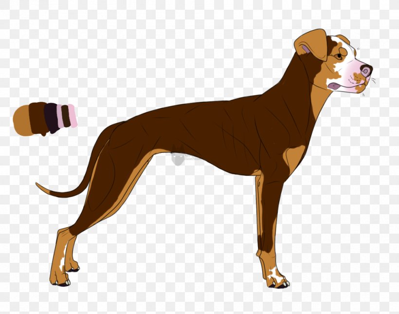 Dog Breed Italian Greyhound Azawakh Longdog, PNG, 1007x793px, Dog Breed, Azawakh, Breed, Carnivoran, Dog Download Free