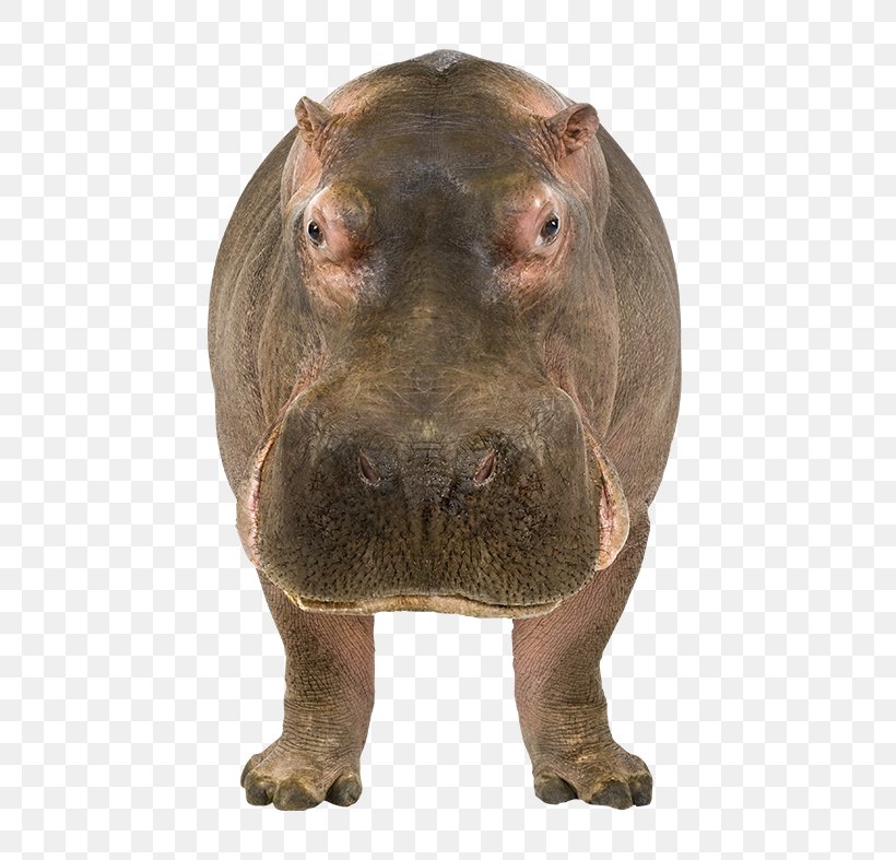Hippopotamus Kinder Happy Hippo Clip Art, PNG, 650x787px, Hippopotamus, Carnivoran, Dog Breed, Dog Crossbreeds, Dog Like Mammal Download Free
