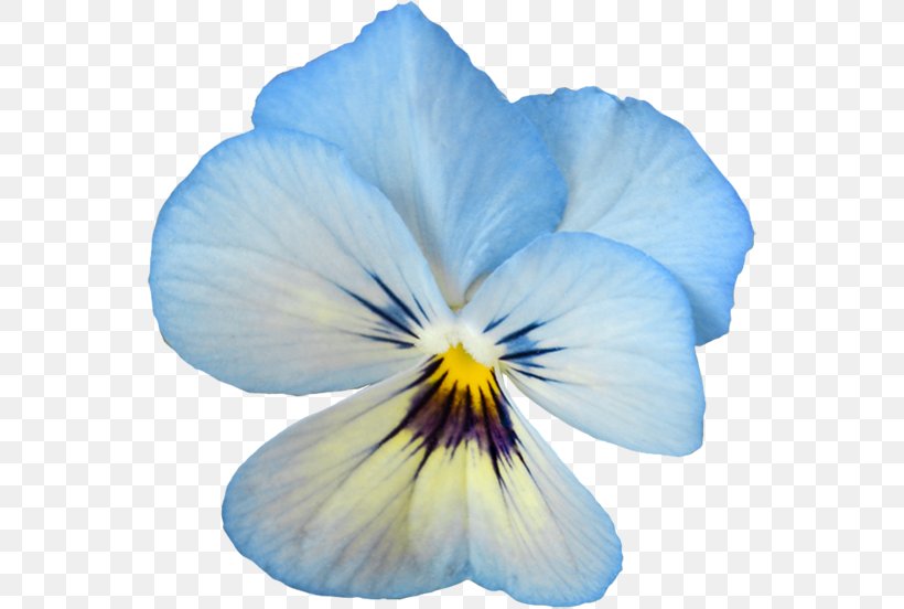Pansy Flower Clip Art, PNG, 553x552px, Pansy, Barrette, Blue, Flower, Flowering Plant Download Free
