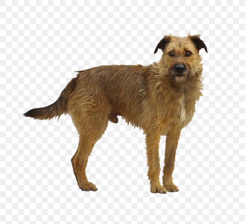 Puppy Foal Mongrel English Mastiff Clip Art, PNG, 750x750px, Puppy, Australian Terrier, Border Terrier, Carnivoran, Companion Dog Download Free