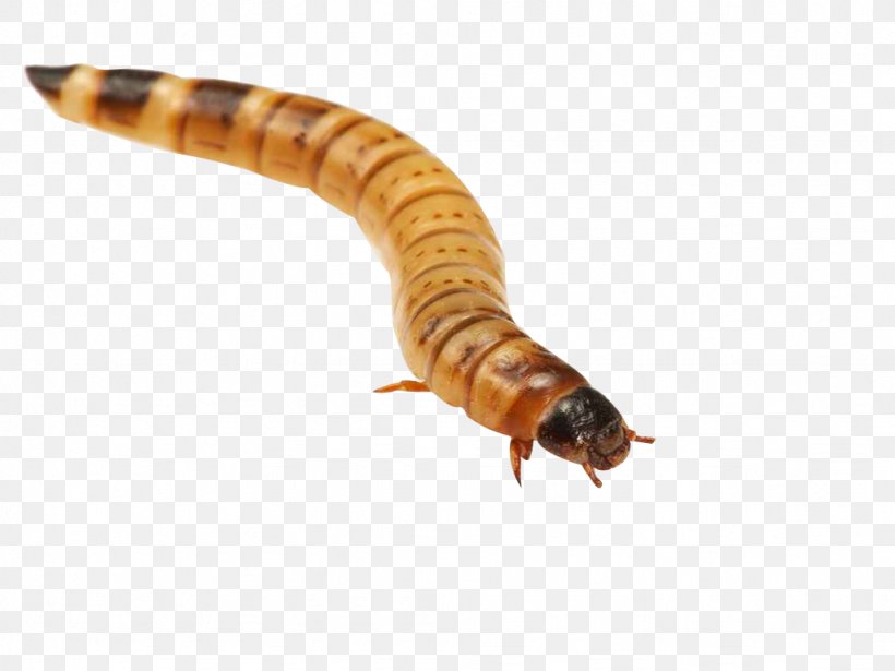Superworm Reptile Mealworm Bait, PNG, 1024x768px, Worm, Arthropod, Bait, Bearded Dragon, Chilean Moth Download Free