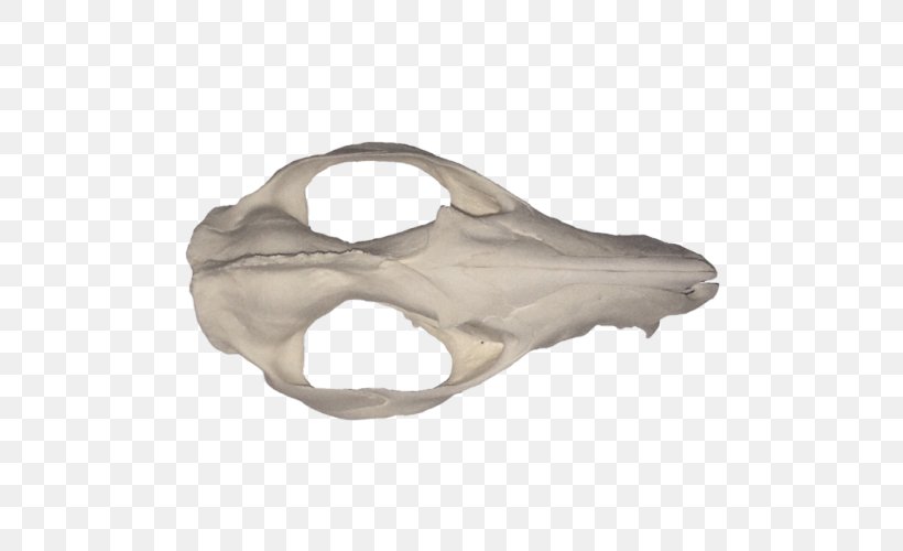 Bone, PNG, 500x500px, Bone, Jaw Download Free