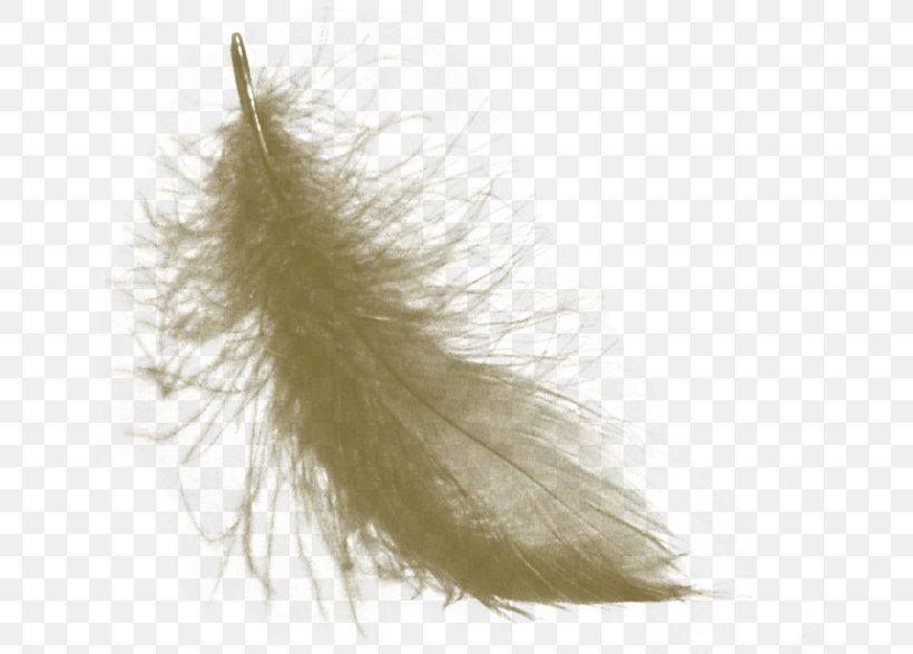 Feather Fashion, PNG, 651x588px, Feather, Fashion, Quill Download Free