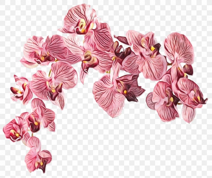 Flower Pink Petal Plant Cut Flowers, PNG, 900x756px, Watercolor, Cut Flowers, Flower, Flowering Plant, Moth Orchid Download Free