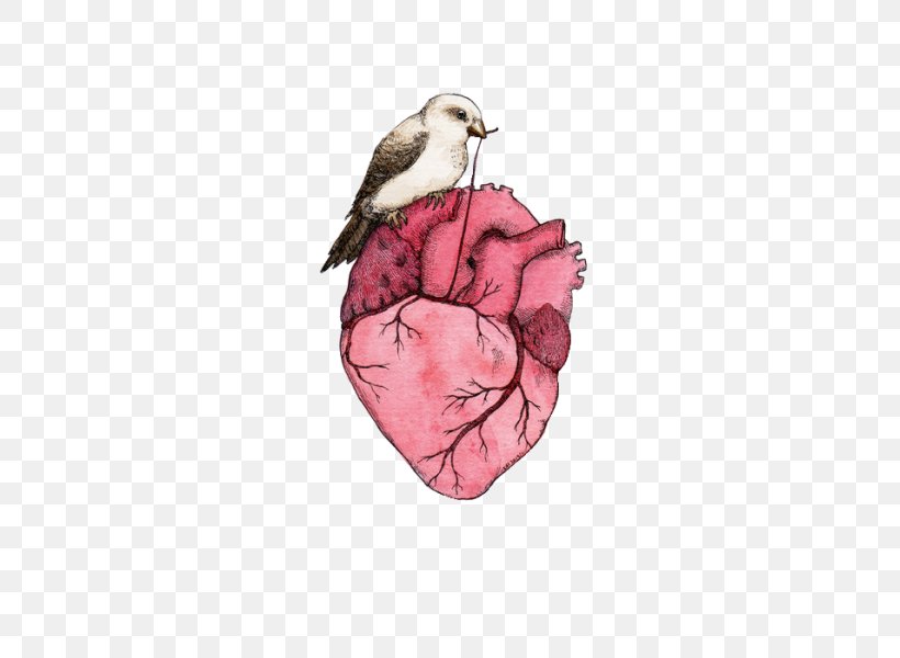 Heart Anatomy Drawing, PNG, 429x600px, Heart, Anatomy, Art, Art Museum, Artist Download Free