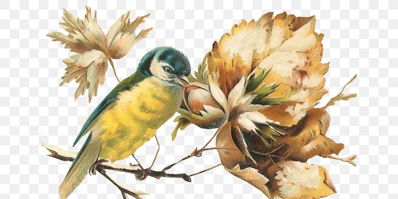 Bird Beak Parrot, PNG, 650x411px, Bird, Animal, Auglis, Beak, Branch Download Free