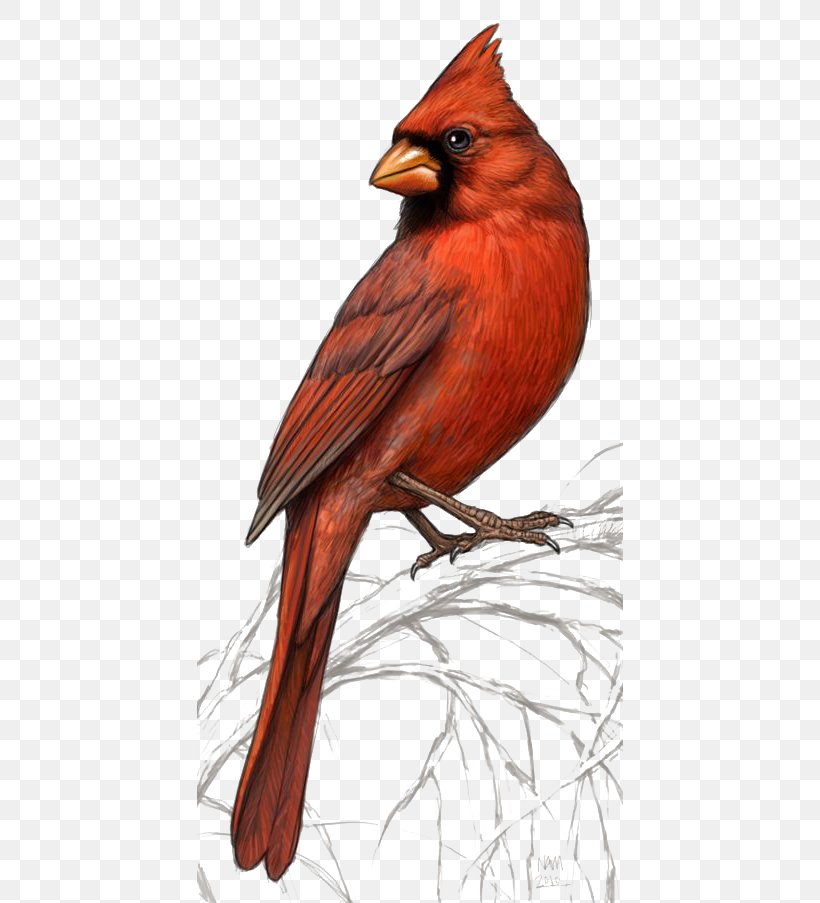 Bird Northern Cardinal St. Louis Cardinals Clip Art, PNG, 426x903px, Bird, Art, Beak, Cardinal, Drawing Download Free