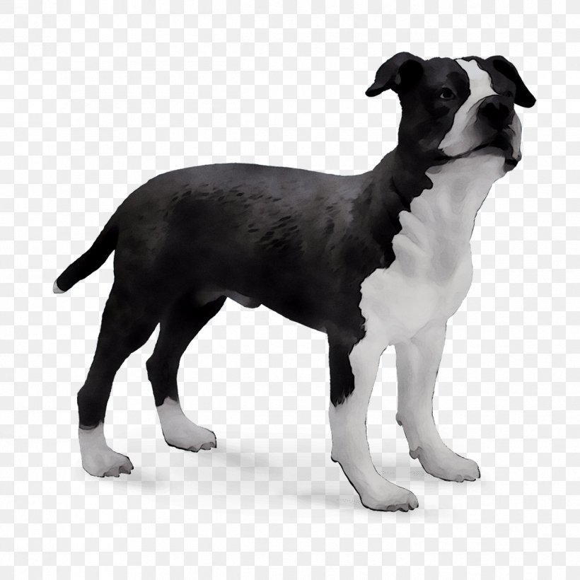Boston Terrier Dog Breed Trakehner Royalty-free, PNG, 1249x1249px, Boston Terrier, American Pit Bull Terrier, American Staffordshire Terrier, Black, Canidae Download Free