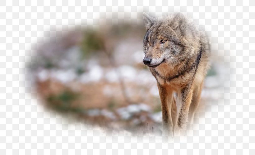 Gray Wolf Desktop Wallpaper Red Wolf Red Fox, PNG, 800x500px, Watercolor, Cartoon, Flower, Frame, Heart Download Free