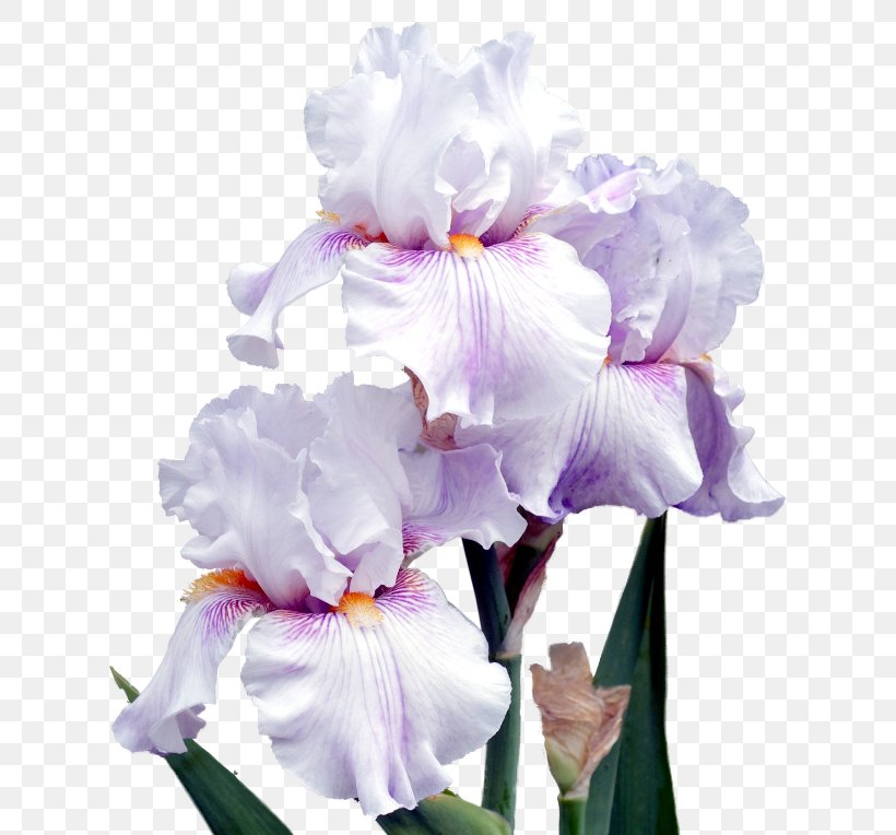 Irises Cut Flowers Plant Petal, PNG, 650x764px, Irises, Cattleya, Cut Flowers, Flower, Flowering Plant Download Free