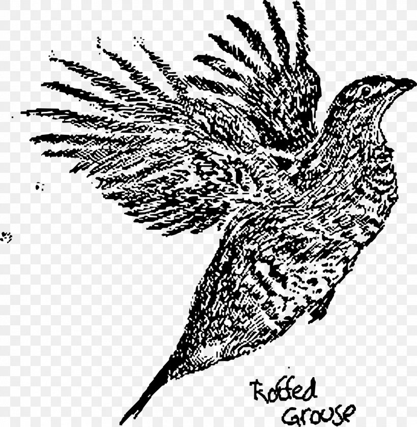 Ruffed Grouse Bird Drawing Black And White, PNG, 2184x2238px, Ruffed Grouse, Art, Beak, Bird, Bird Of Prey Download Free