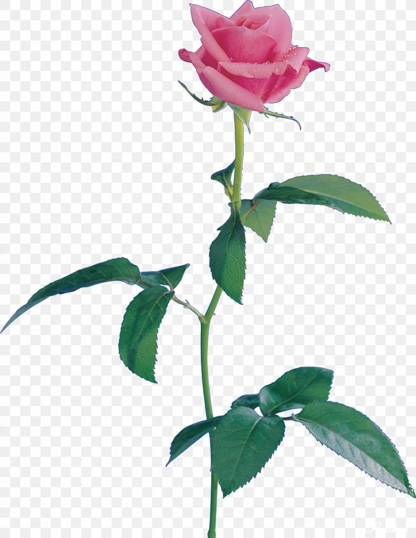 Still Life: Pink Roses Beach Rose Centifolia Roses Flower Garden Roses, PNG, 928x1200px, Still Life Pink Roses, Beach Rose, Bud, Centifolia Roses, Color Download Free