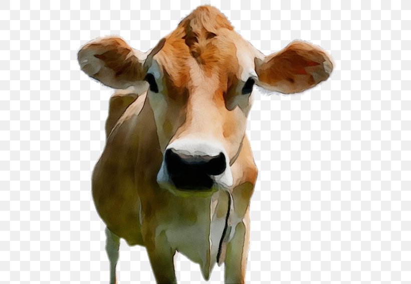 Cow Background, PNG, 548x566px, Watercolor, Animal Figure, Ayrshire Cattle, Beef Cattle, Bovine Download Free