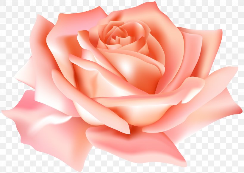 Garden Roses Flower Clip Art, PNG, 8000x5687px, Centifolia Roses, Blue, Blue Rose, Close Up, Cut Flowers Download Free