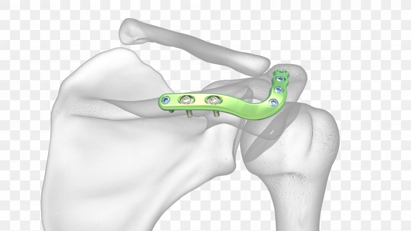 Thumb Acromion Shoulder Joint Scapula, PNG, 4000x2250px, Watercolor, Cartoon, Flower, Frame, Heart Download Free