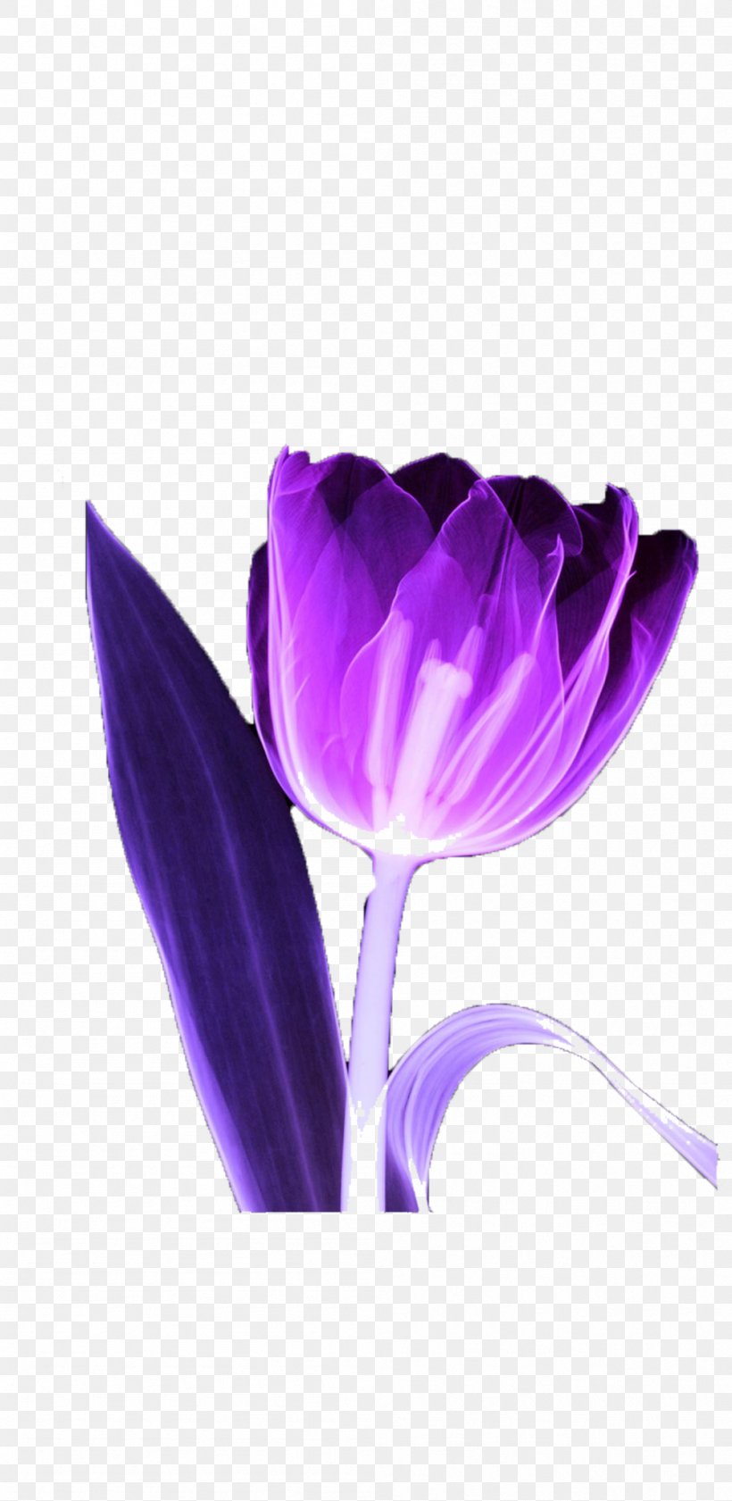 Tulip MyMathLab Purple Flower, PNG, 999x2049px, Tulip, Close Up, Flower, Flower Bouquet, Flowering Plant Download Free