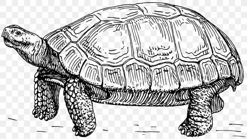 Turtle Tortoise Line Art Drawing Clip Art, PNG, 900x506px, Turtle, Artwork, Black And White, Box Turtle, Chelydridae Download Free