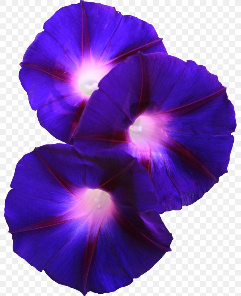 Flower Morning Glory Violet Pansy, PNG, 791x1010px, Flower, African Violets, Beach Moonflower, Blue, Cobalt Blue Download Free