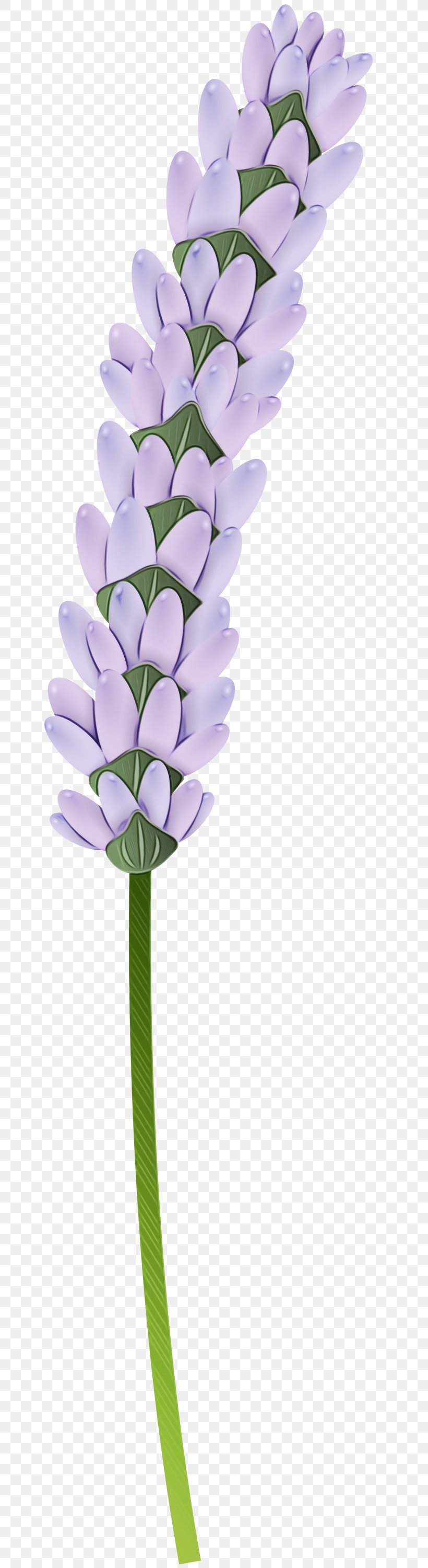 Lavender, PNG, 807x2999px, Watercolor, Cut Flowers, Flower, Lavender, Paint Download Free