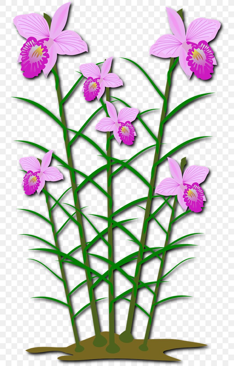 Orchids Clip Art Flowering Plant Openclipart, PNG, 762x1280px, Orchids, Cut Flowers, Dendrobium, Flora, Floral Design Download Free