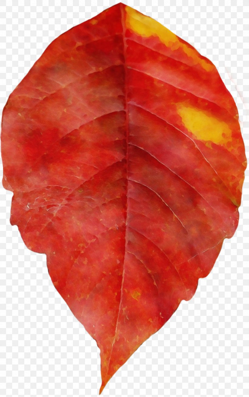 Red Maple Tree, PNG, 900x1435px, Watercolor, Anthurium, Autumn, Beech, Deciduous Download Free