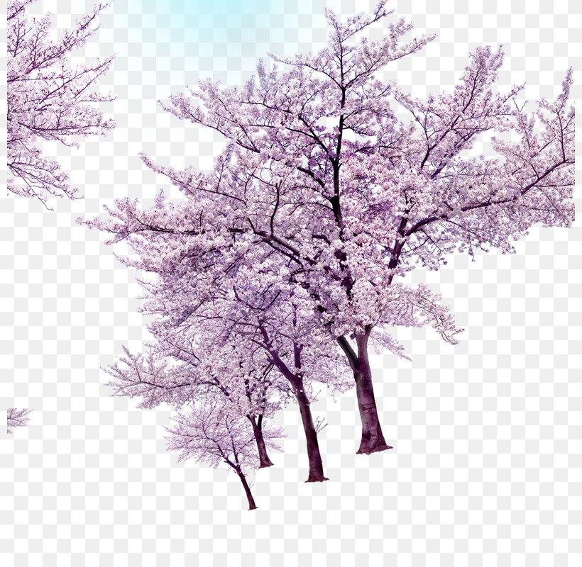 Tree Download Twig Computer File, PNG, 800x800px, Tree, Blossom, Branch, Cherry Blossom, Flower Download Free