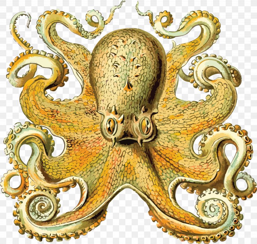 Art Forms In Nature Octopus Cephalopod Orchidae Squid, PNG, 4000x3809px, Art Forms In Nature, Biologist, Cephalopod, Ernst Haeckel, Giant Octopuses Download Free