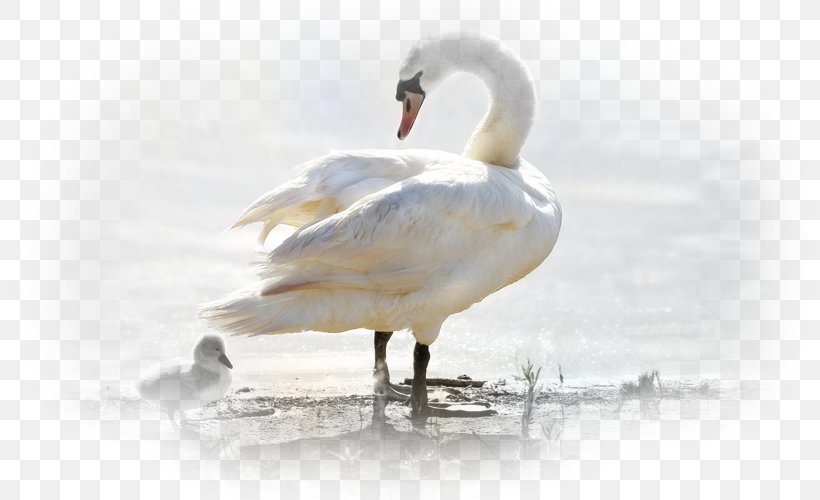 Cygnini Duck Goose Bird Art, PNG, 800x500px, Cygnini, Animal, Art, Basabizitza, Beak Download Free