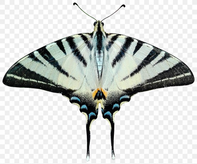 Butterfly Insect Moth, PNG, 865x720px, Butterfly, Arthropod, Biological Specimen, Brush Footed Butterfly, Cabbage White Download Free