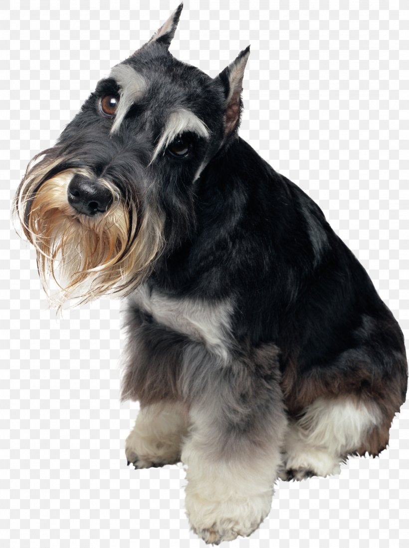 Miniature Schnauzer Dog Grooming Pet Coat, PNG, 2168x2905px, Miniature Schnauzer, Animal, Breed, Carnivoran, Cat Download Free
