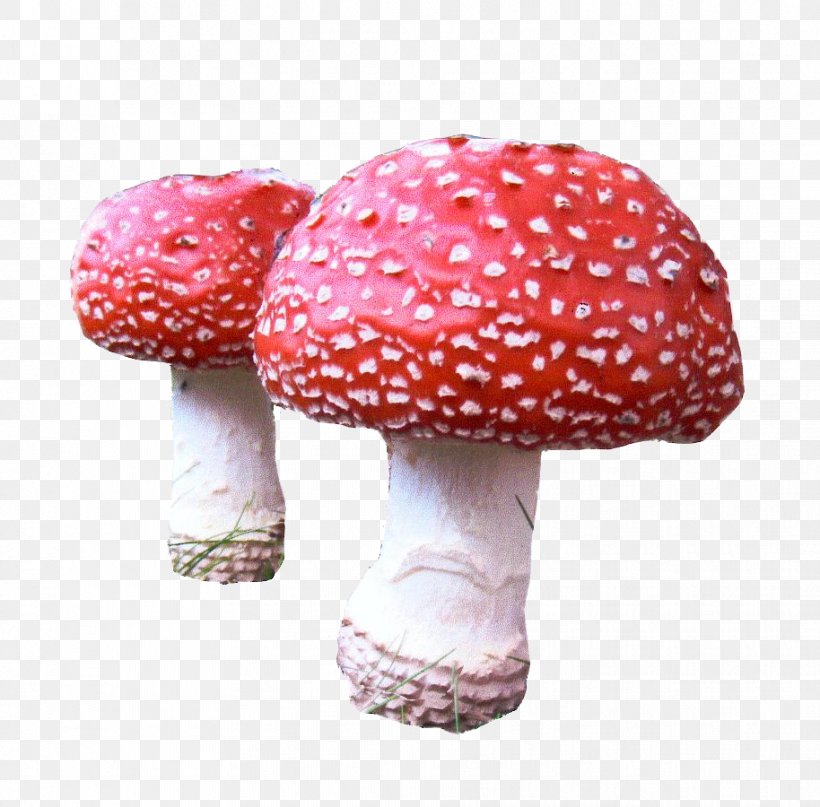 Mushroom, PNG, 914x900px, Mushroom Download Free