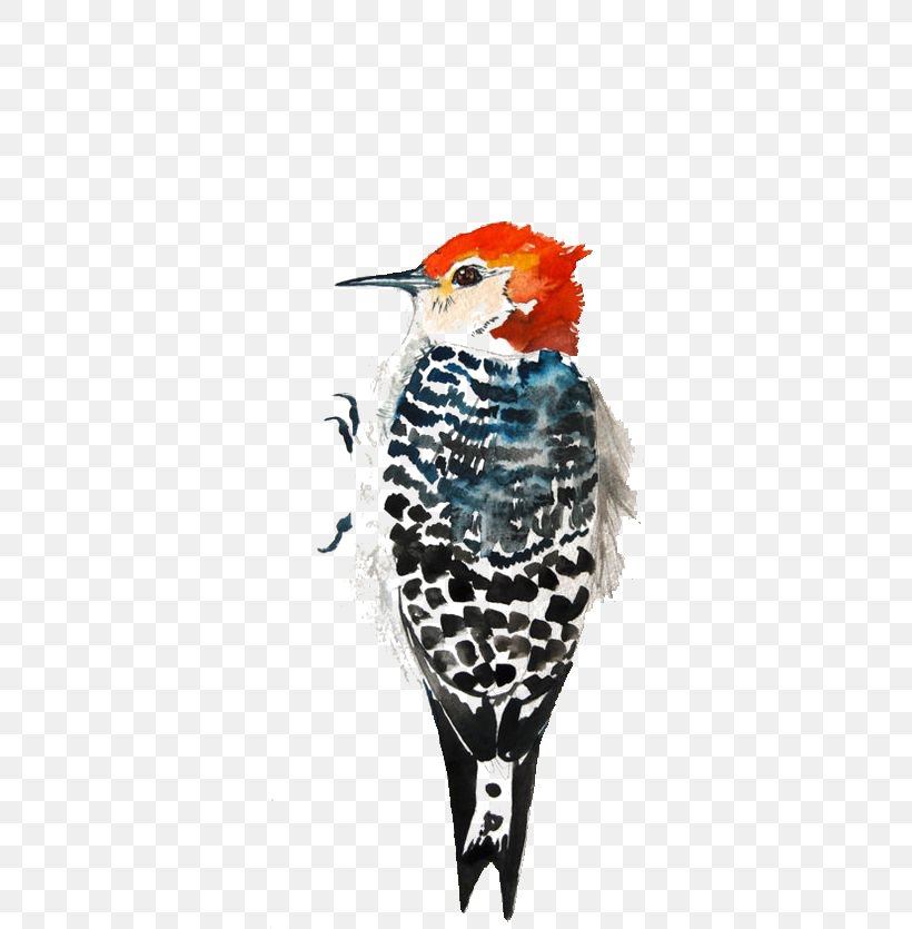 Watercolor Bird, PNG, 564x835px, Woodpecker, Art, Artist Trading Cards, Beak, Bird Download Free