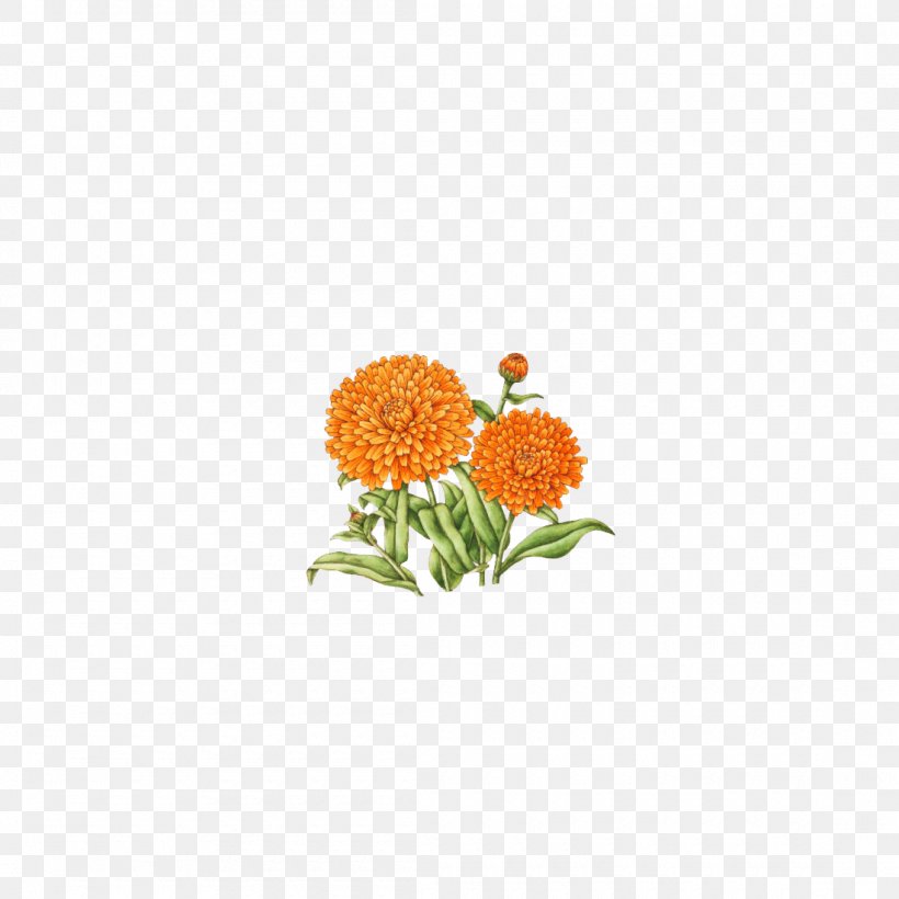 Chrysanthemum Indicum Flower Floral Design, PNG, 1100x1100px, Chrysanthemum Indicum, Chrysanthemum, Drawing, Floral Design, Flower Download Free