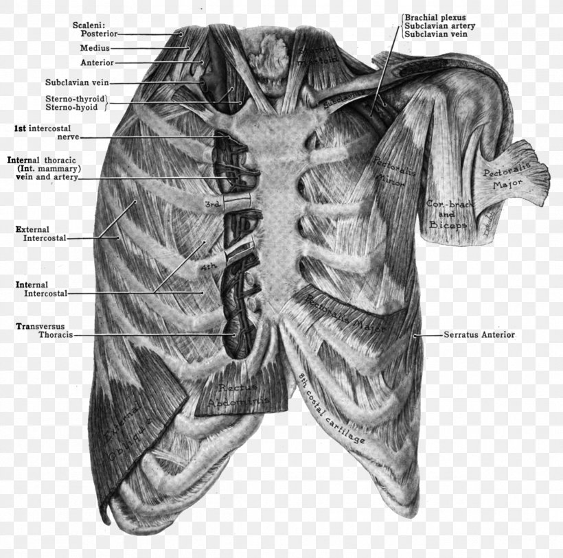 Costochondritis Internal Thoracic Artery Pericardiacophrenic Artery Sternum, PNG, 2384x2364px, Watercolor, Cartoon, Flower, Frame, Heart Download Free