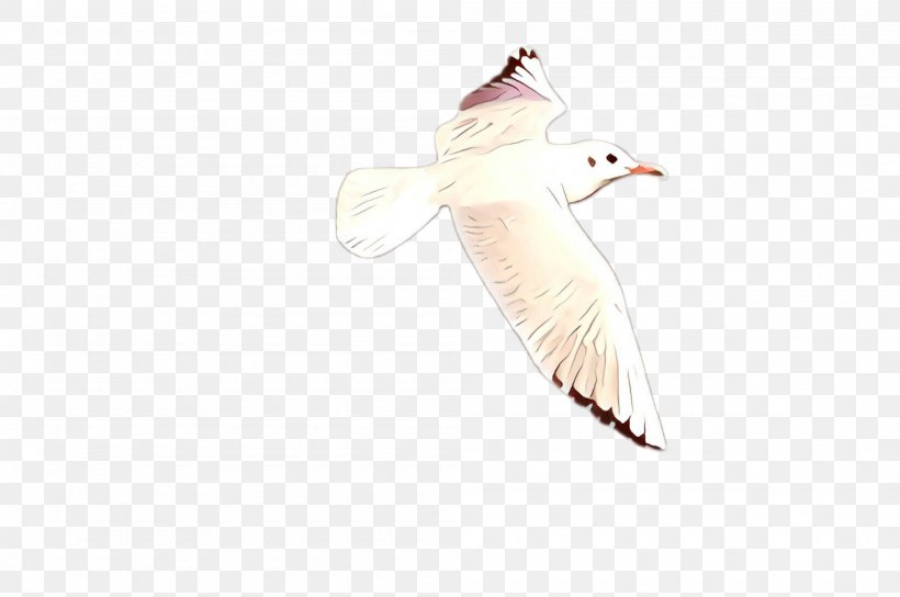 Feather, PNG, 2000x1328px, Cartoon, Beak, Bird, Feather, Gull Download Free
