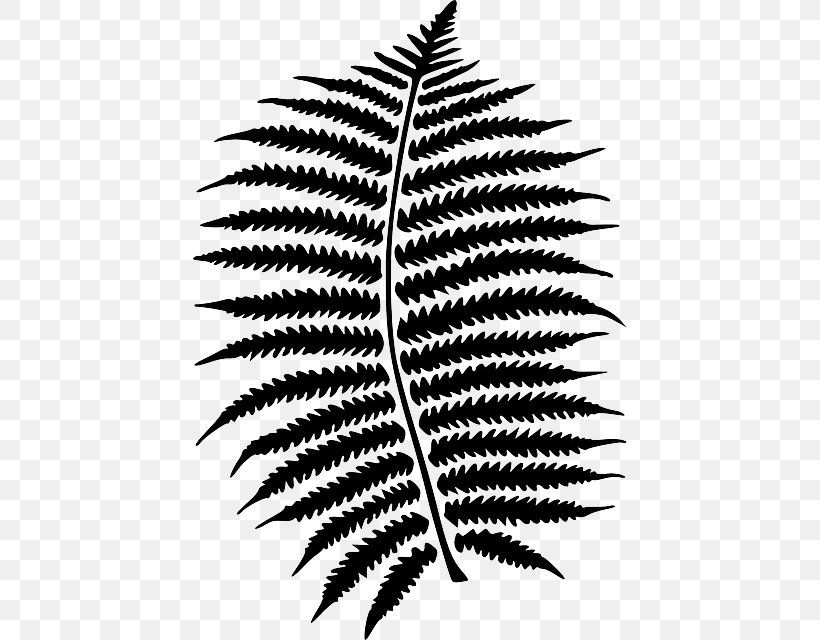 Fern Vascular Plant Clip Art Leaf, PNG, 434x640px, Fern, Blackandwhite, Botany, Fern Ecology, Ferns And Horsetails Download Free